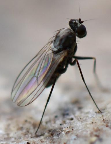 Medetera sp.